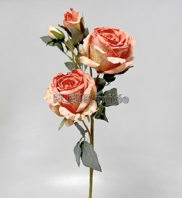 Růže Charlotte 65cm