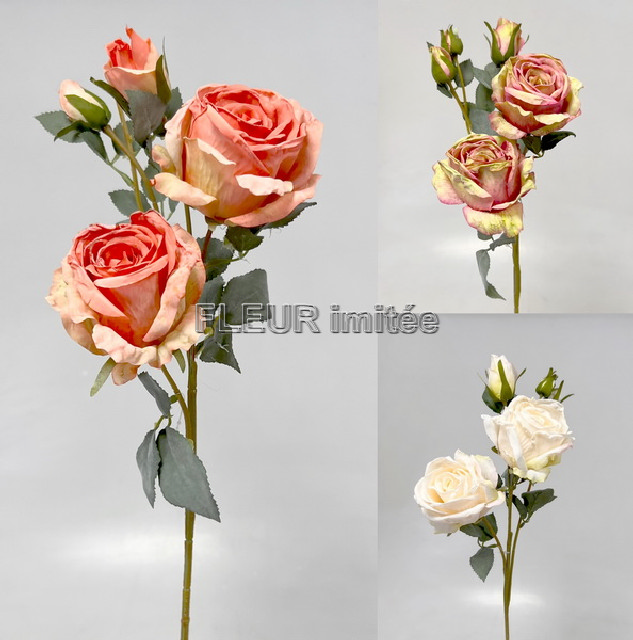 Růže Charlotte 65cm