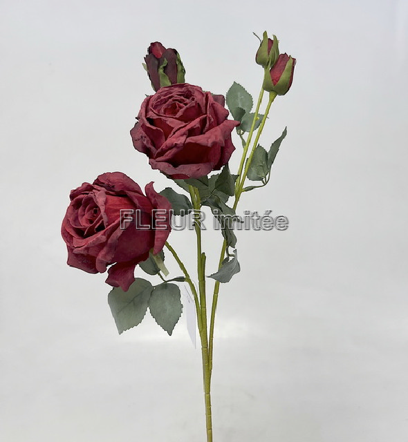 Růže Charlotte 65cm