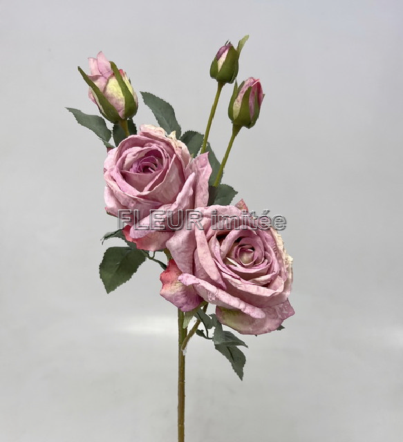 Růže Charlotte 65cm