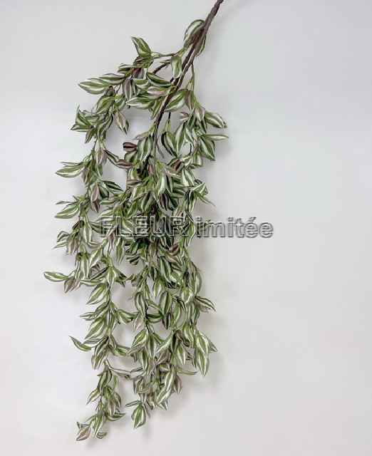 Tradescantia pop.105cm x3  12/48