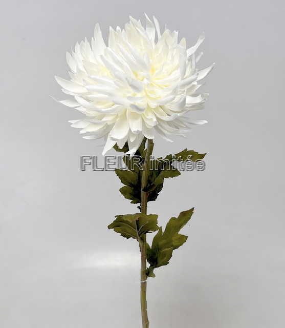 Chryzantema x1 60cm 24/240