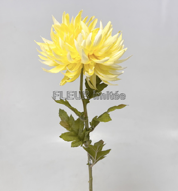 Chryzantema x1 60cm 24/240