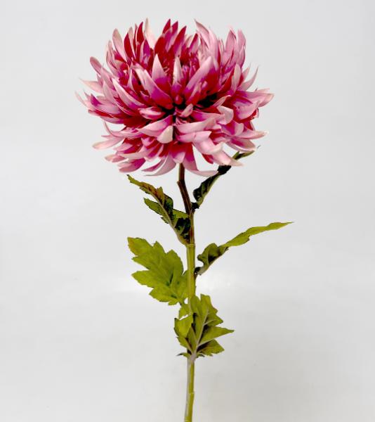 Chryzantema x1 60cm 24/240