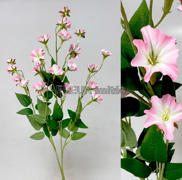 Clematis x4 89cm  18/180