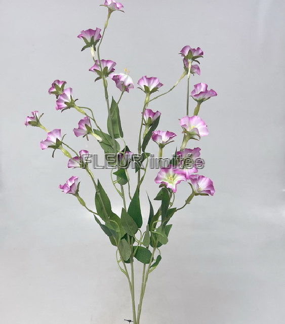 Clematis x4 89cm  18/180