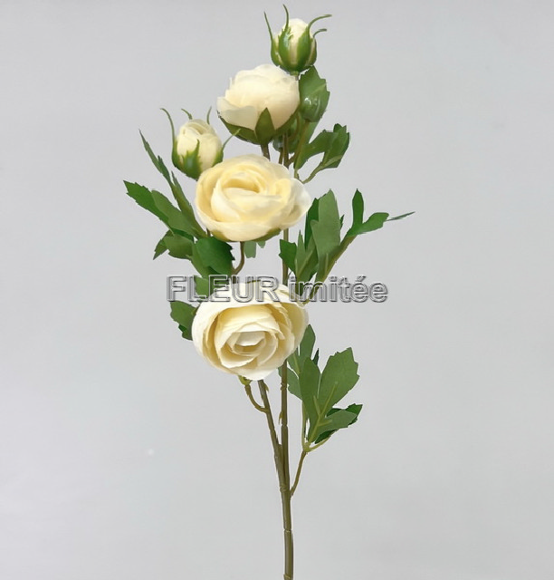 Ranunculus x1 51cm 12/60