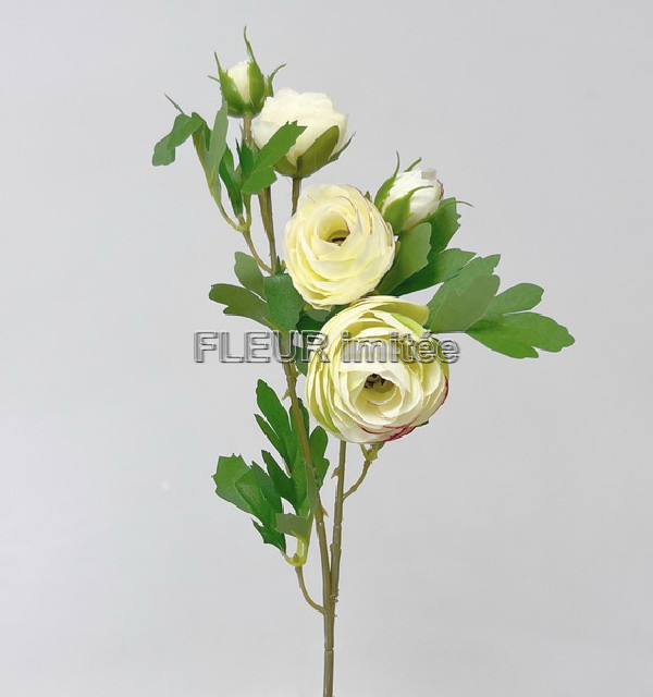 Ranunculus x1 51cm 12/60