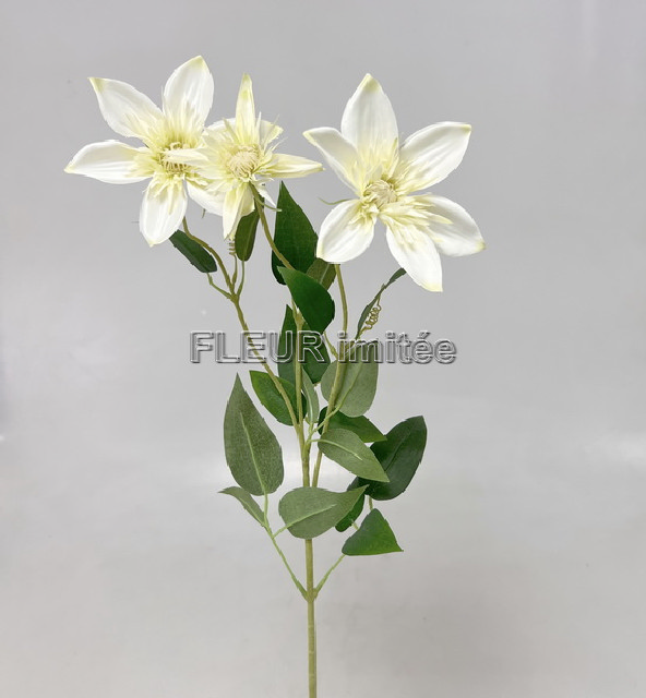 Clematis x3 74cm  36/360