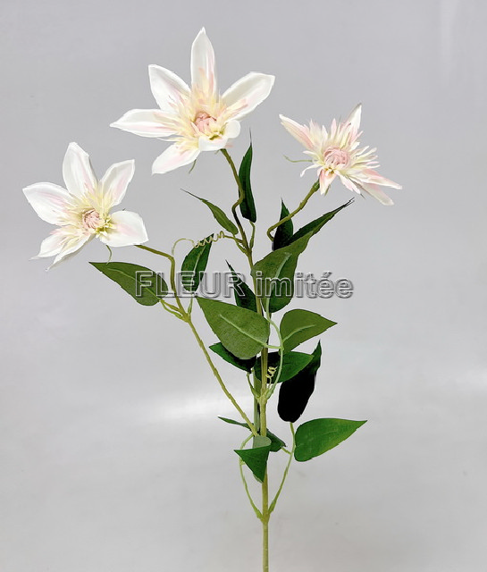 Clematis x3 74cm  36/360