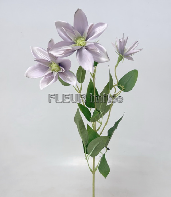 Clematis x3 74cm  36/360