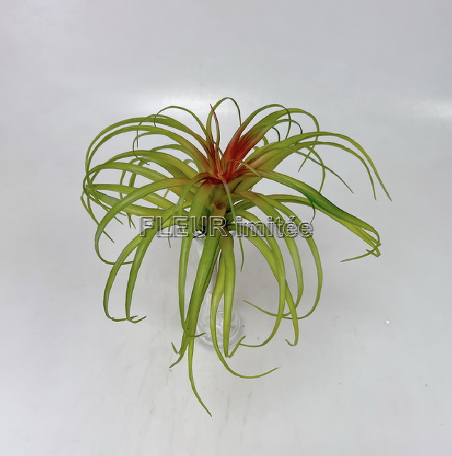 Tilandsie 26cm 12/72