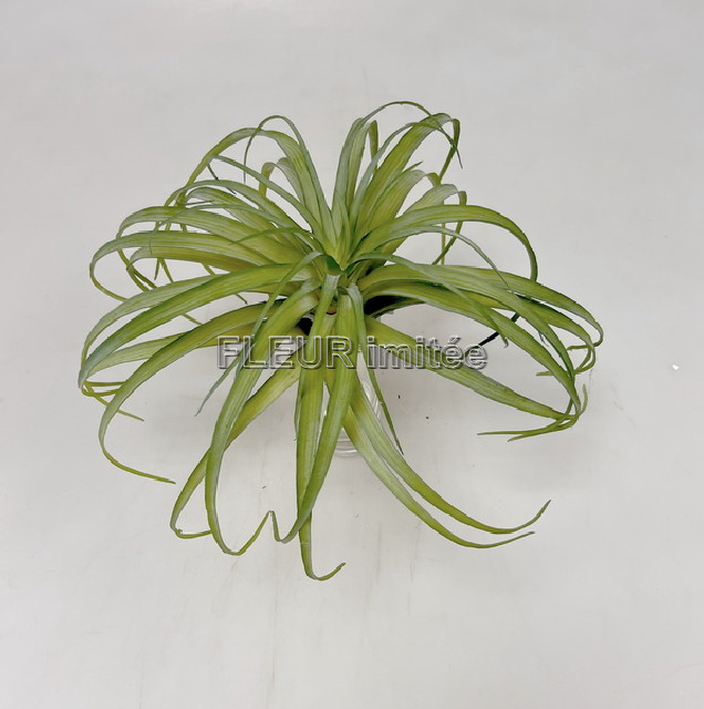 Tilandsie 26cm 12/72